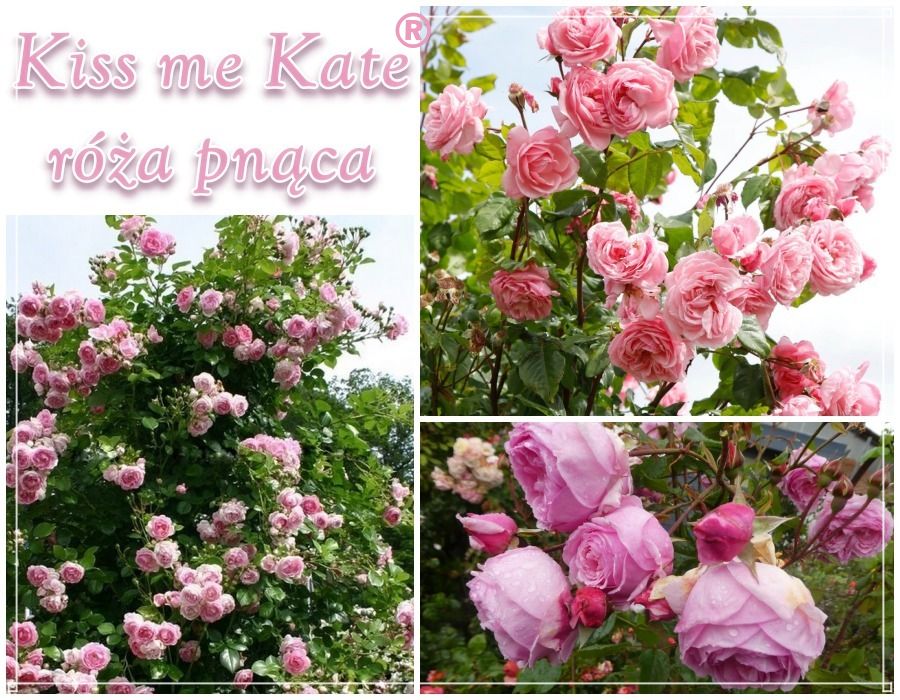 Kiss Me Kate róża pnąca